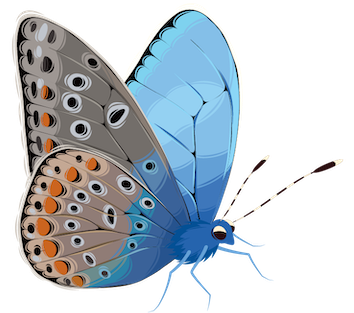 Butterfly 0
