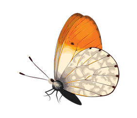 Butterfly 1