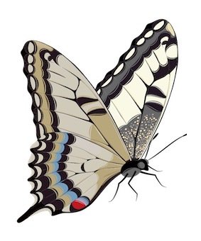 Butterfly 0